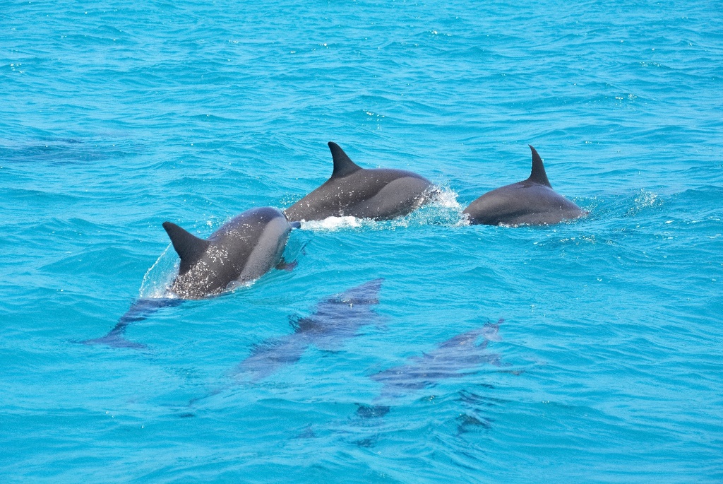 Swiming With Dolphins