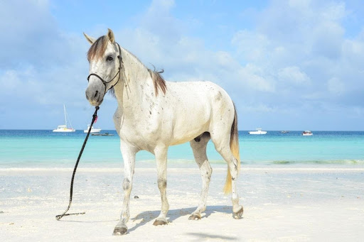 Horse riding in VillaBluu, Jambaini, Zanzibar